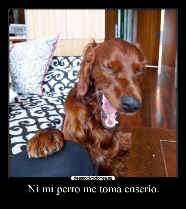 carteles doglaugh desmotivaciones
