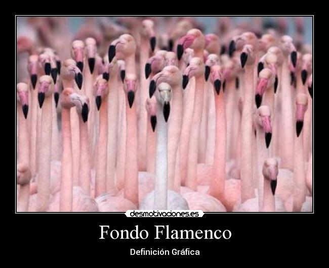 Fondo Flamenco - 