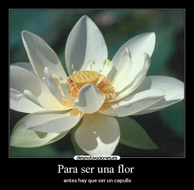 Para ser una flor -