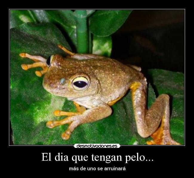 El dia que tengan pelo... -