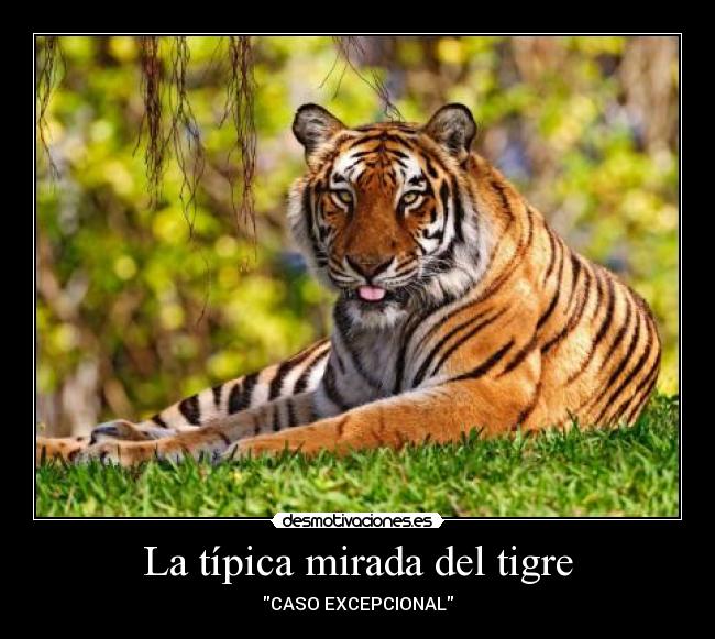 La típica mirada del tigre - CASO EXCEPCIONAL