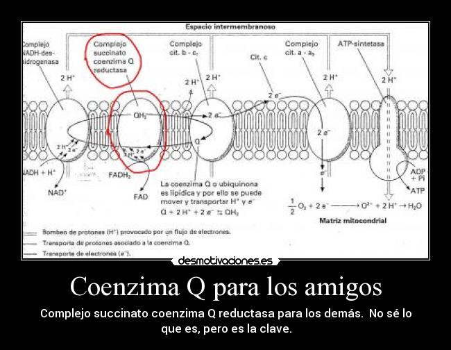 Coenzima Q para los amigos - Complejo succinato coenzima Q reductasa para los demás. No sé lo
que es, pero es la clave.