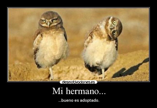 carteles hermano adoptado pajaro desmotivaciones