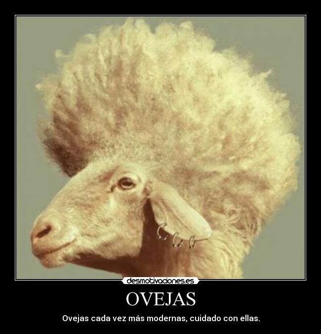 OVEJAS - Ovejas cada vez más modernas, cuidado con ellas.