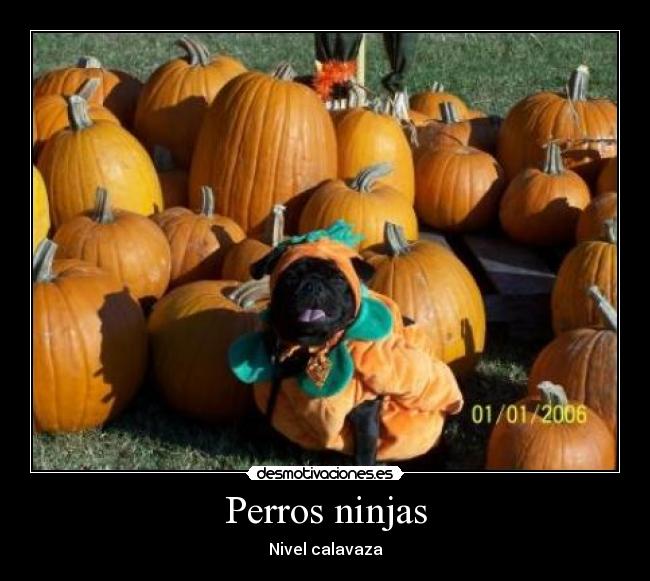 Perros ninjas - 