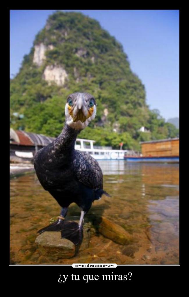 ¿y tu que miras? - 
