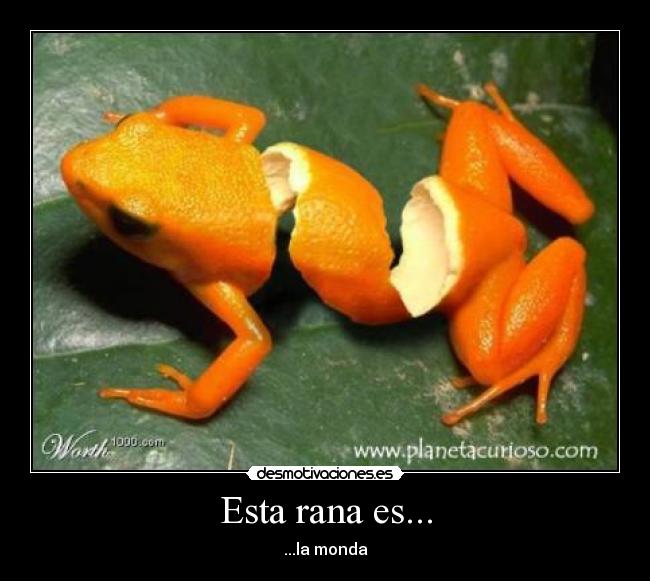 Esta rana es... -