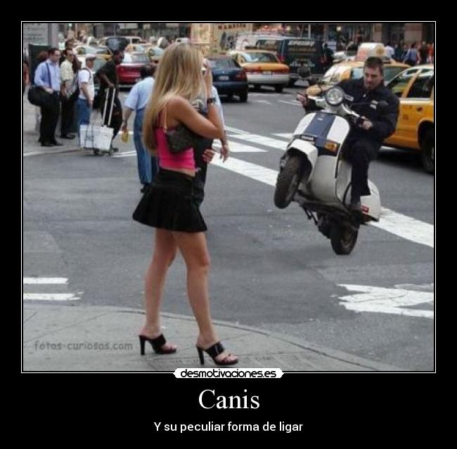 Canis - 