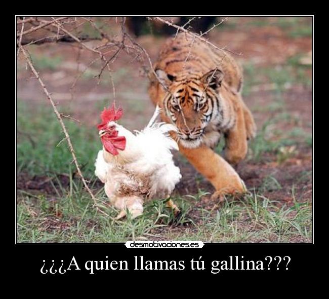 ¿¿¿A quien llamas tú gallina??? -