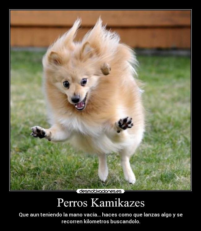 Perros Kamikazes - Que aun teniendo la mano vacía... haces como que lanzas algo y se
recorren kilometros buscandolo.