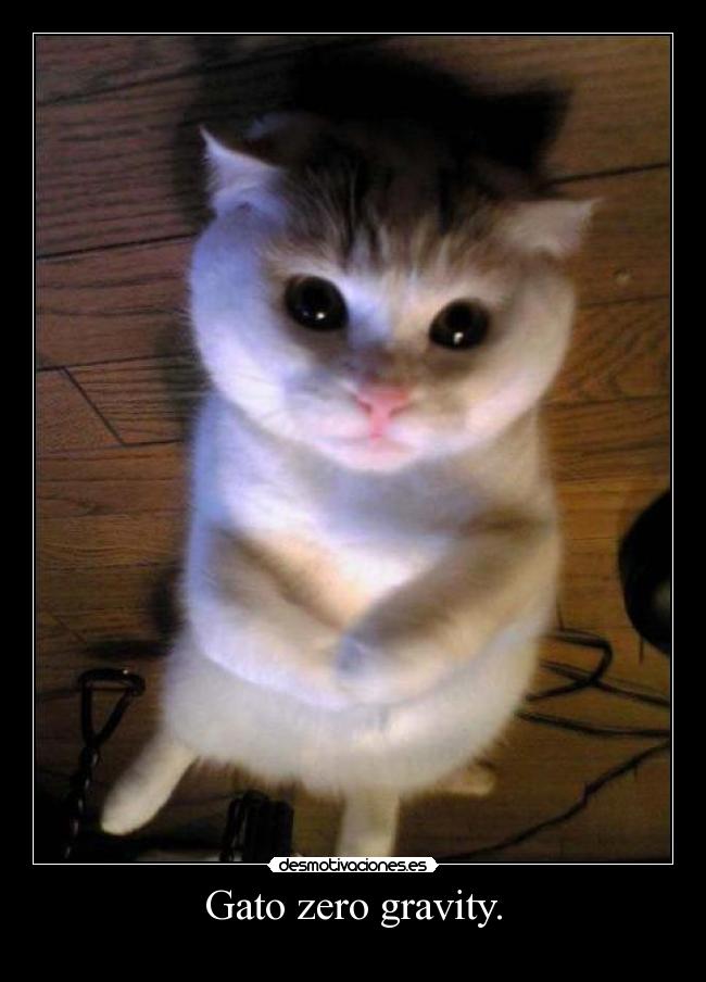 Gato zero gravity. -