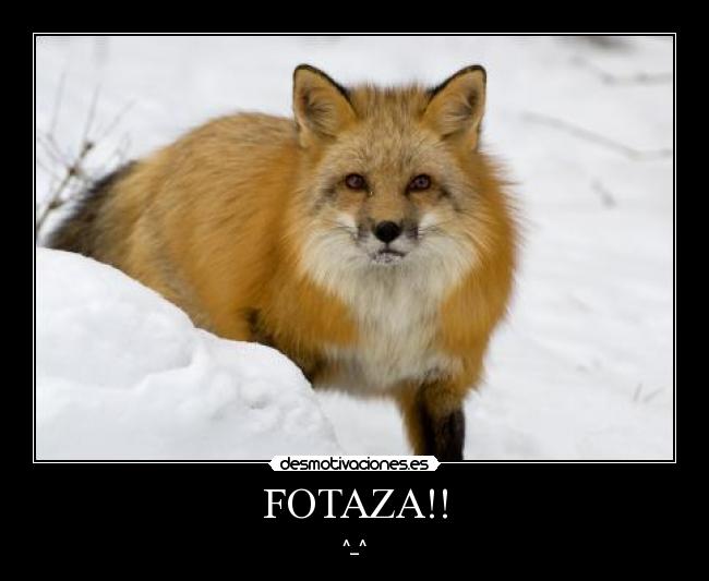 carteles fotaza ^_^ zorra zorro adriantxo nieve naturaleza desmotivaciones