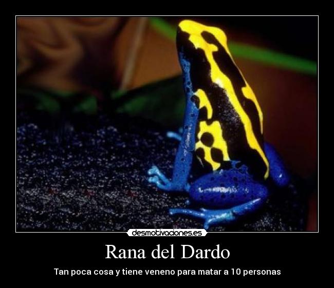 Rana del Dardo - Tan poca cosa y tiene veneno para matar a 10 personas