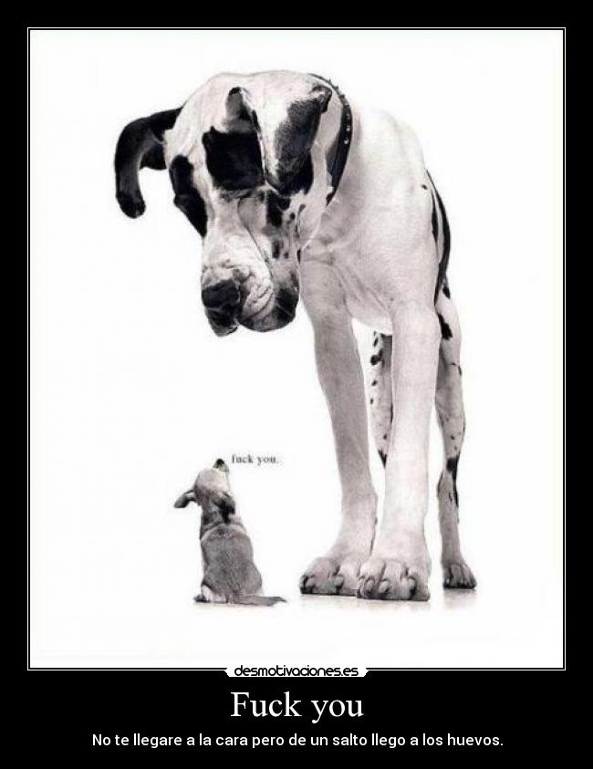 Fuck you - No te llegare a la cara pero de un salto llego a los huevos.