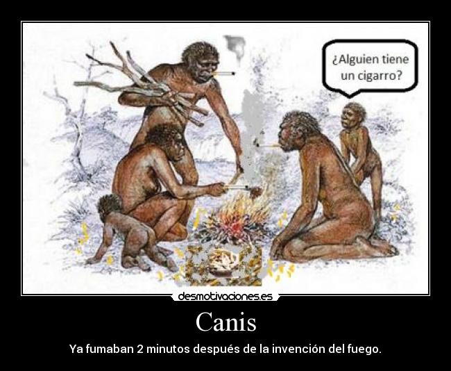 Canis - 