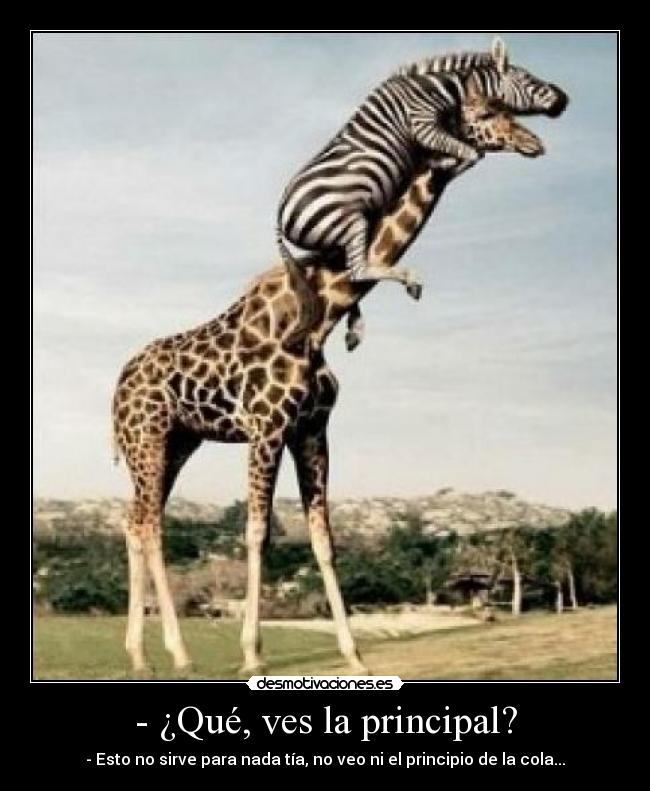 - ¿Qué, ves la principal? -