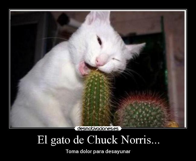 El gato de Chuck Norris... -