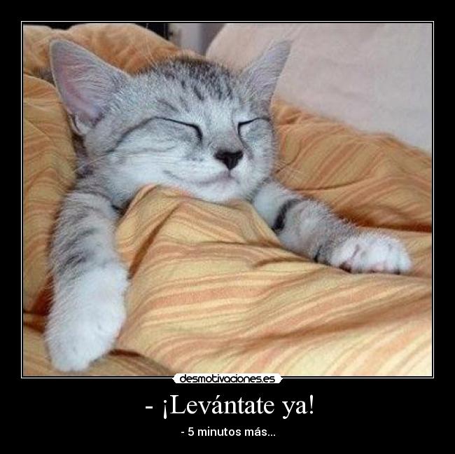 carteles gato despertar pereza desmotivaciones