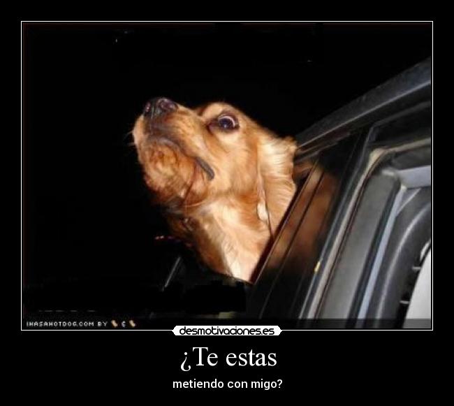 carteles perrillos desmotivaciones