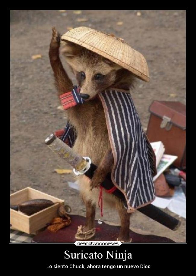 carteles suricato ninja chuck norris dios switer desmotivaciones