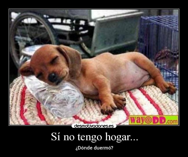 Sí no tengo hogar... - 