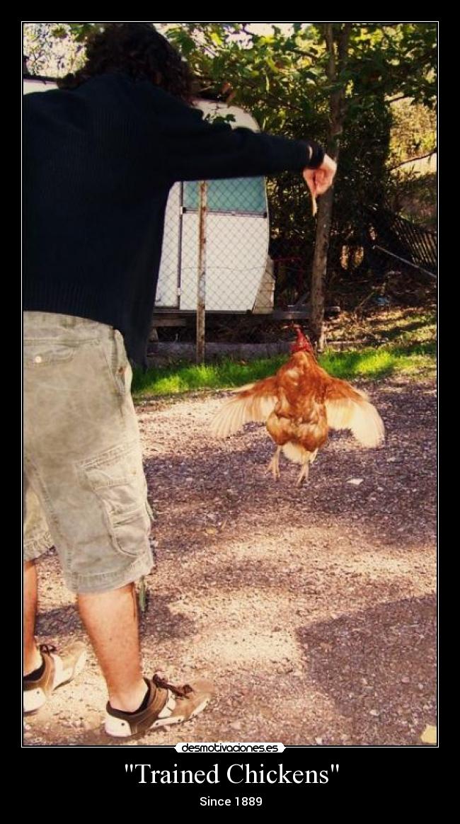 Trained Chickens - Since 1889