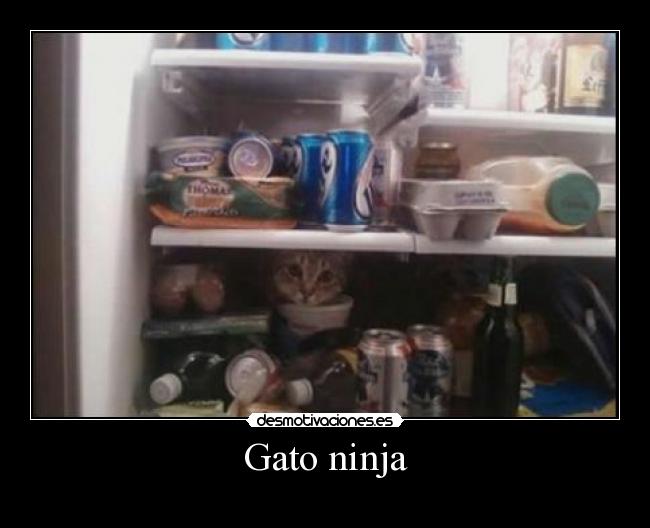carteles gatosninja nebur desmotivaciones