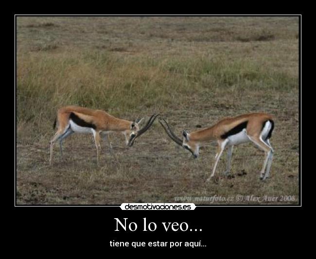 No lo veo... - 