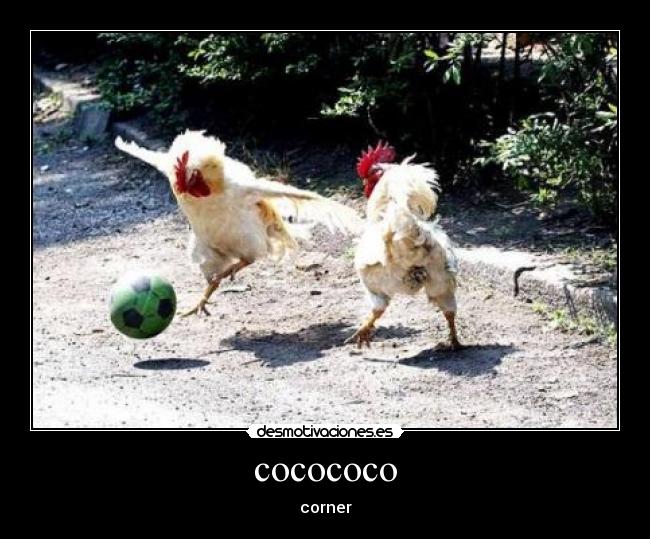 cocococo - 