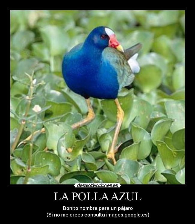 LA POLLA AZUL - Bonito nombre para un pájaro
(Si no me crees consulta images.google.es)