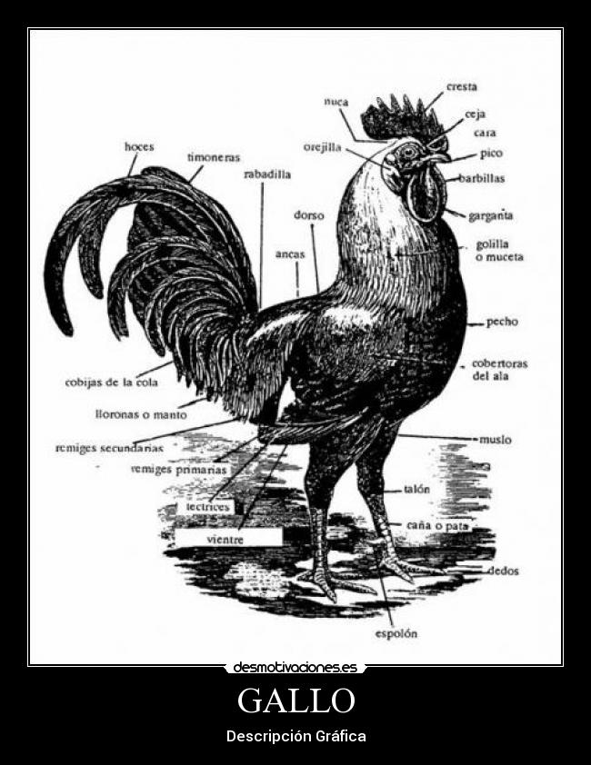 GALLO -