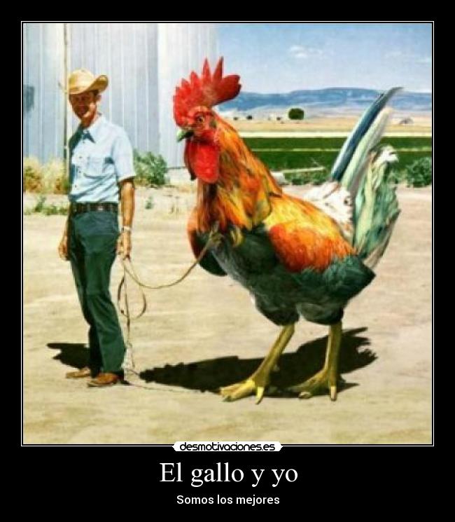 carteles gallo desmotivaciones
