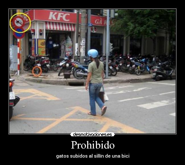 carteles prohibido gatos subidos sillin una bici desmotivaciones
