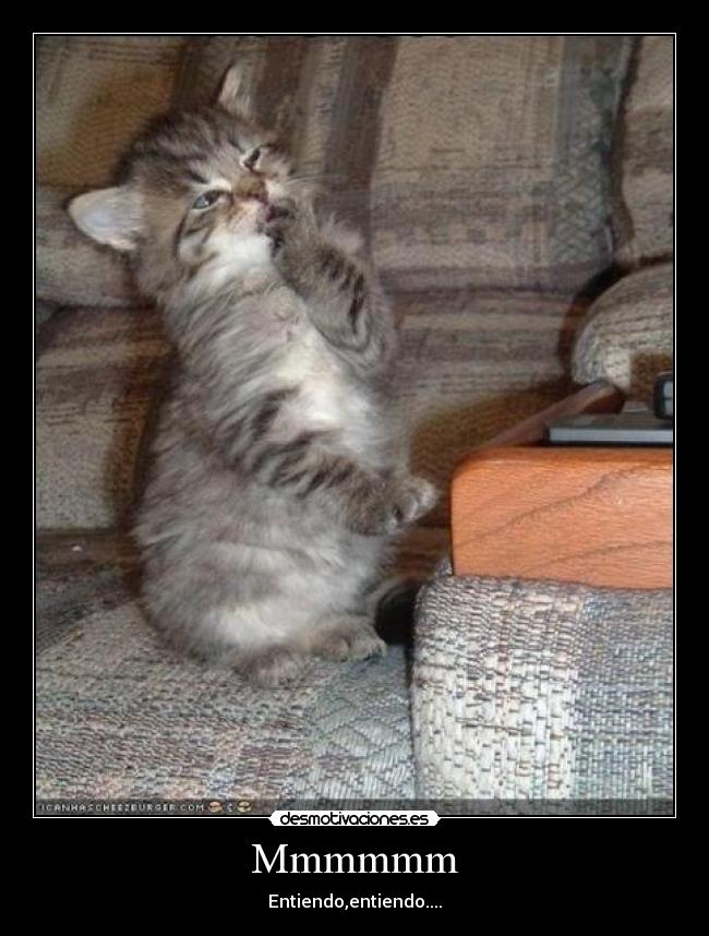 carteles gatitommmmmm desmotivaciones