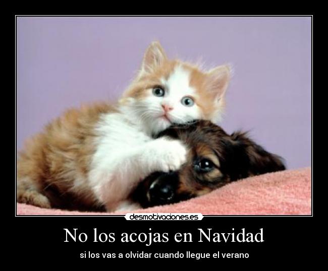 No los acojas en Navidad -