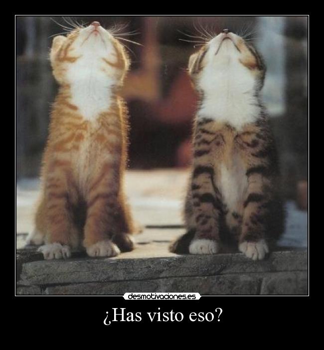 ¿Has visto eso? -