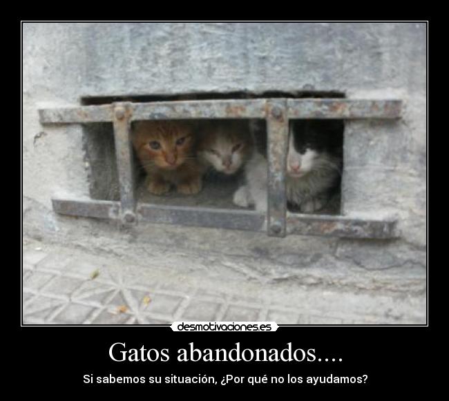 Gatos abandonados.... - Si sabemos su situación, ¿Por qué no los ayudamos?