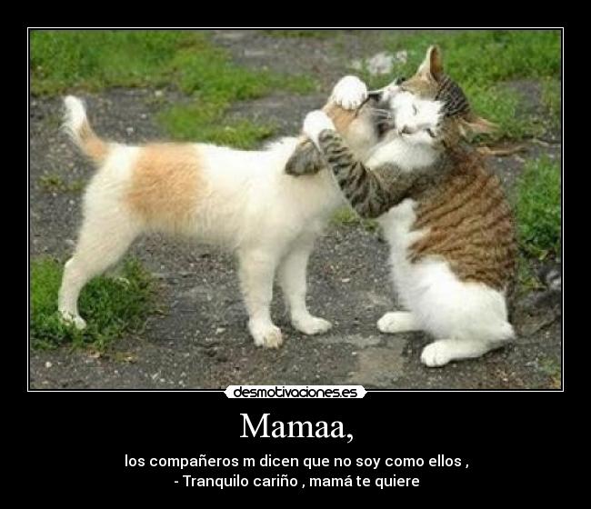 carteles gatos desmotivaciones