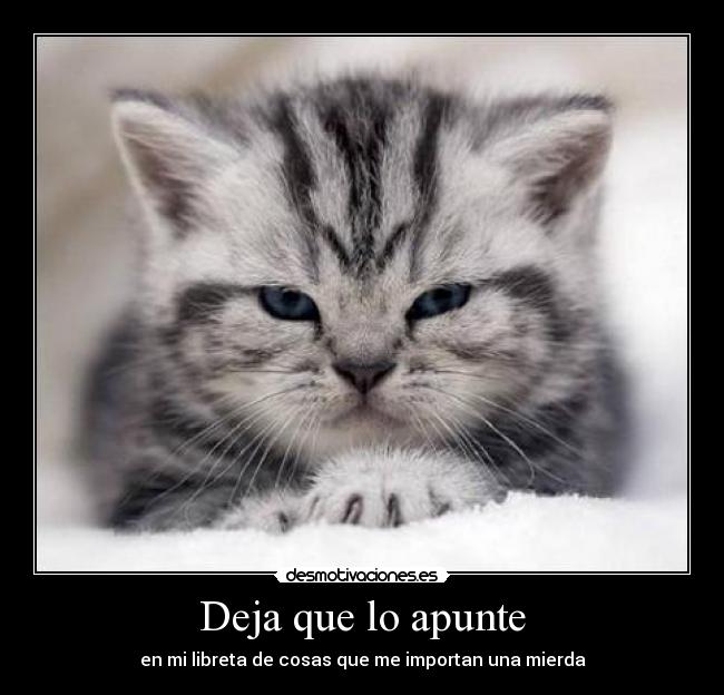 carteles gatito apunte libreta desmotivaciones