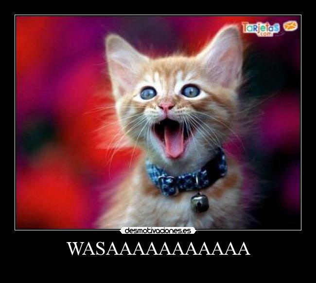 WASAAAAAAAAAAA - 