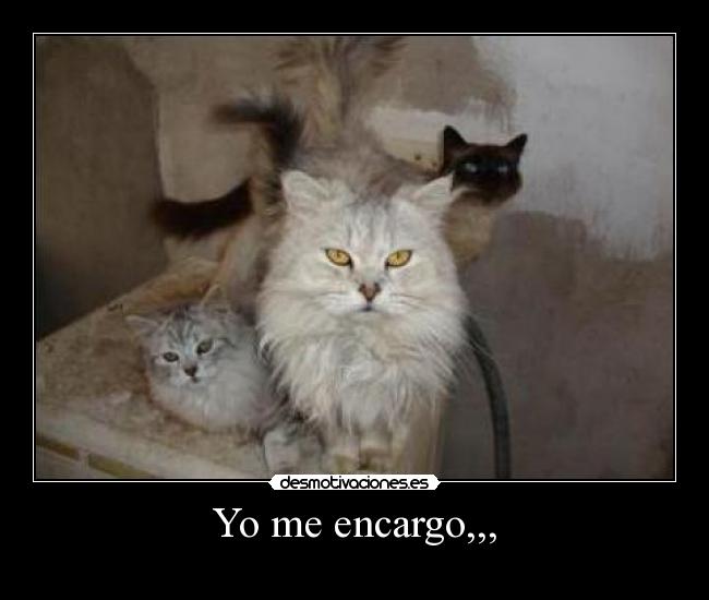 Yo me encargo,,, - 