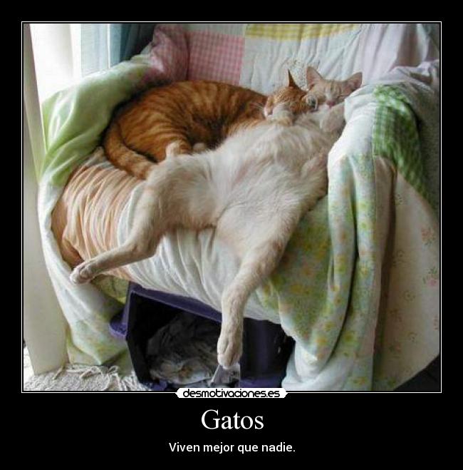 Gatos -