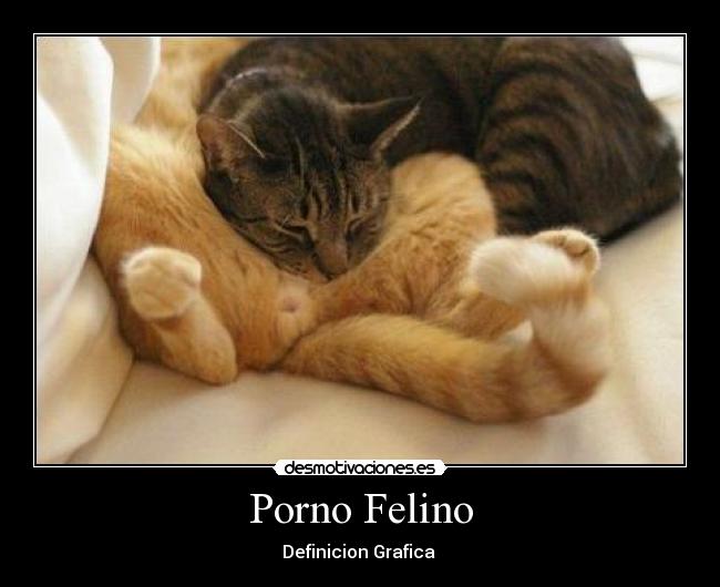 Porno Felino -