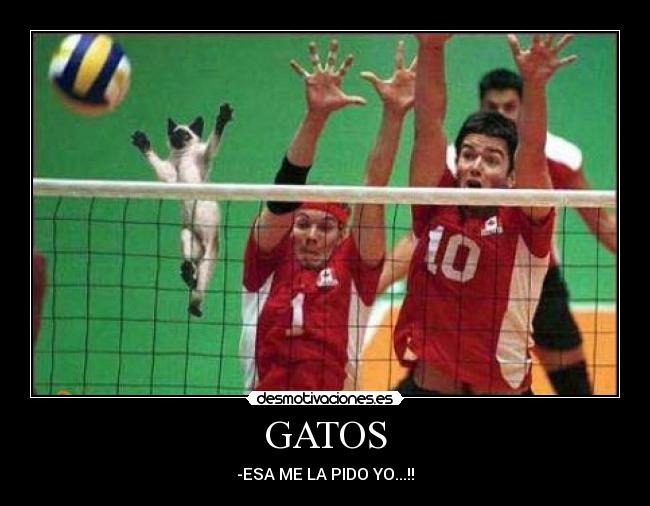 GATOS -