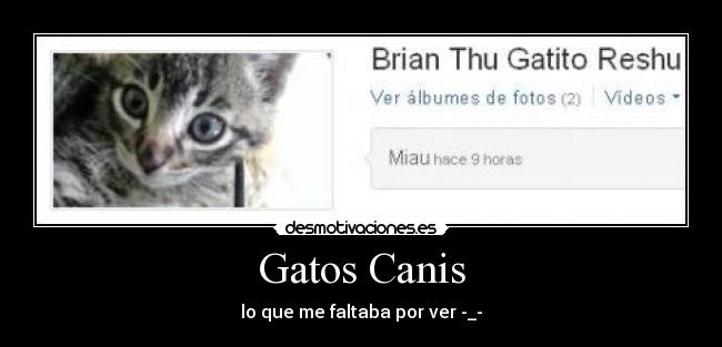 Gatos Canis -