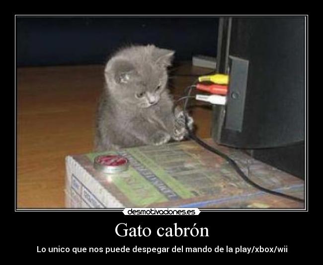 Gato cabrón - Lo unico que nos puede despegar del mando de la play/xbox/wii
