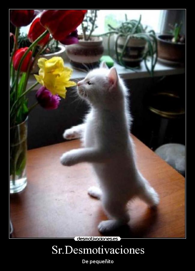 Sr.Desmotivaciones -