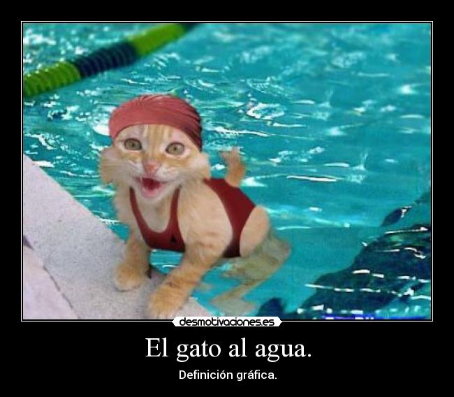 El gato al agua. - 