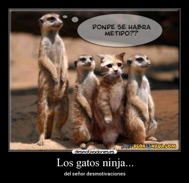 Los gatos ninja... -