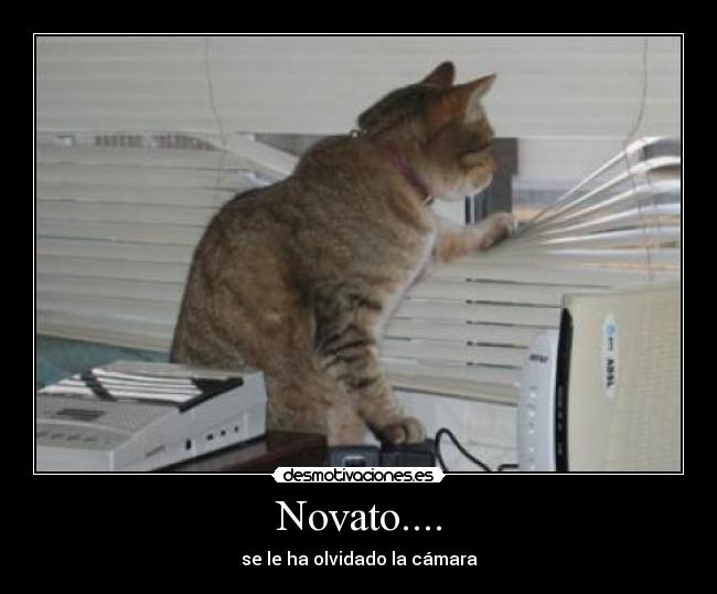 Novato.... - 